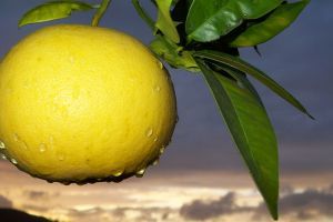 A grapefruit: segít a candida - fertőzésben szenvedőknek