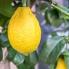 Milyen citrusféléket érdemes otthon nevelni?