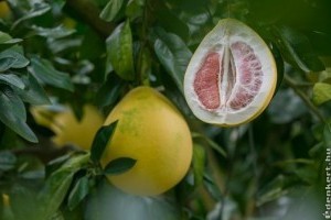 Pomelo, a legnagyobb termésű citrusféle