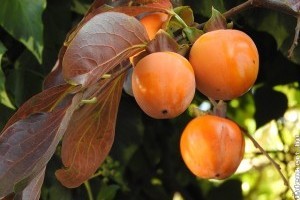 Datolyaszilva visszeres, Ezeket a téli gyümölcsöket meg kell ismerned