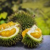 Egzotikus gyümölcs a durián, csak ne lenne olyan büdös