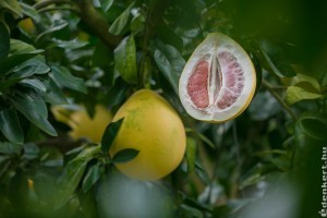 Pomelo, avagy óriás citrusféle hálóban