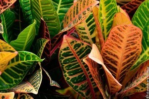 7 gyönyörű leveles szobanövény, ami dzsungellá változtatja a lakást