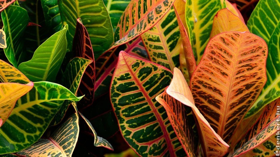 7 gyönyörű leveles szobanövény, ami dzsungellá változtatja a lakást
