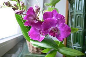 Hogyan neveljük az orchideát?
