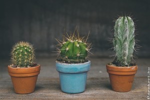 A kaktuszokról - praktikus tanácsok