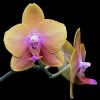 Orchideák: a pillekosbor