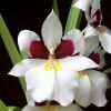 Orchidea fajták: árvácskaorchidea