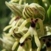 Izraeli vad orchidea, a csábítás nagymestere