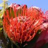 Protea, az édeni virág