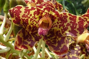 Melyik a világ legnagyobb és leghosszabb orchideája?