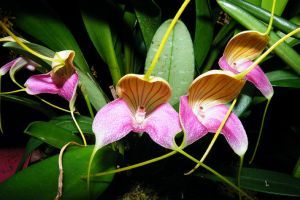 Otthonunk szépsége: a Masdevallia orchidea