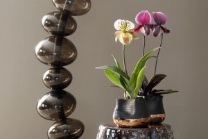 A papucsorchideák (Paphiopedilum) gondozásának titkai
