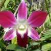 Kertészek kedvence: a Dendrobium orhidea