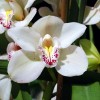 Az orchideák benti termesztése