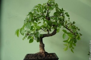 Zelkova bonsai metszése