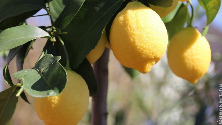 Így csíráztassuk a  citrommagot házilag
