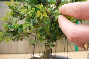 Buxus bonsai tavaszi metszése