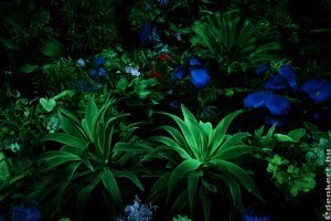 Magyar innováció a sötétben világító növények