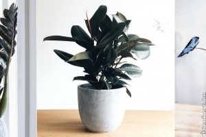 Egzotikus szépségek otthon: fekete szobanövényfajták