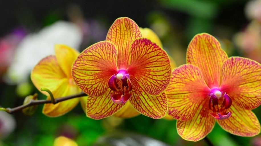A világ 3 legkülönlegesebb orhideája