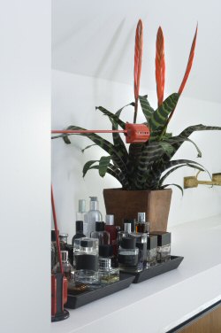A dekoratőrök növény-kedvencei: lakás-stílusokat mutatunk