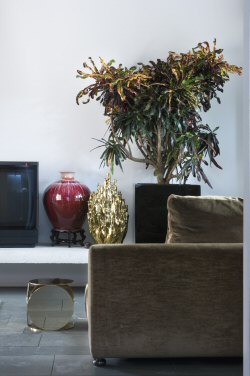 A dekoratőrök növény-kedvencei: lakás-stílusokat mutatunk