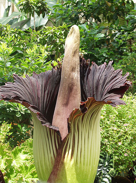 Amorphophallus paeoniifolius