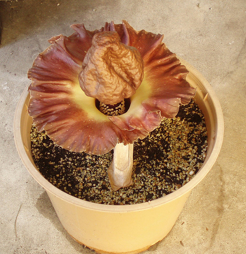 Amorphophallus paeoniifolius