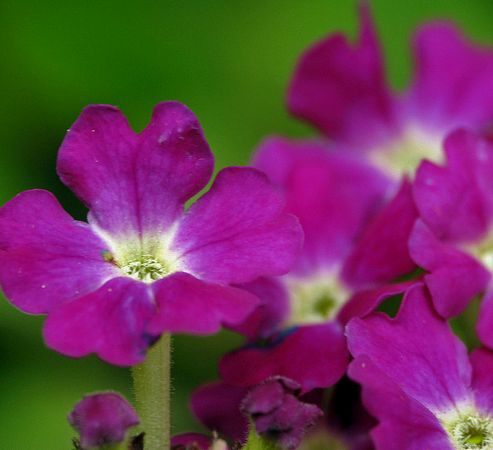 Verbena hybrida