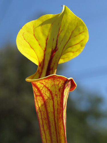 Sarracenia flava