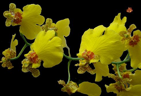 oncidium orchidea