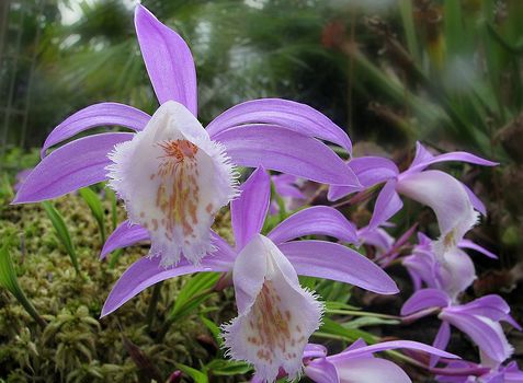 pleione orchidea