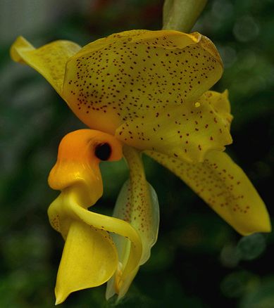 Stanhopea orchidea