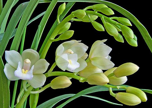 ymbidium orchidea