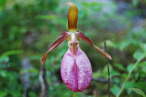 ypredium orchidea