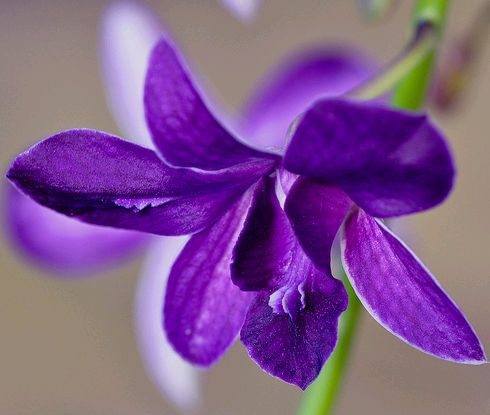 dendrobium orchidea