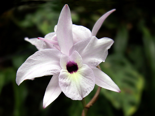 laelia orchidea