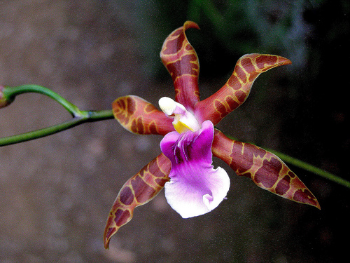 miltonia orchidea