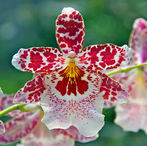 Odontoglossum orchidea