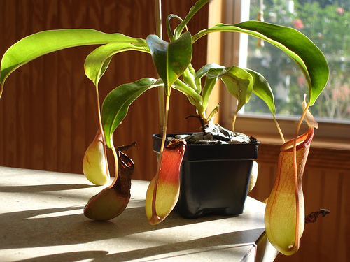 Nepenthes alata