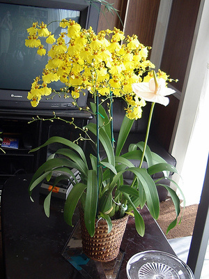 lepke-orchideák