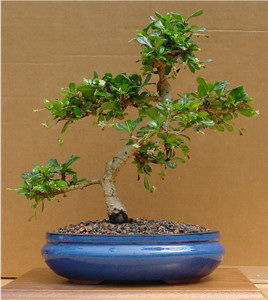 Borágófa: trópusi bonsai az áruházak polcain