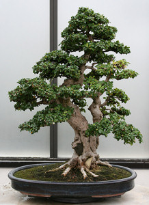 Borágófa: trópusi bonsai az áruházak polcain