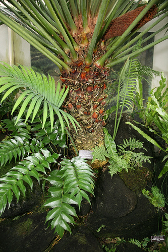 Cycas-circinalis-cikasz