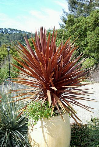 Cordyline australis