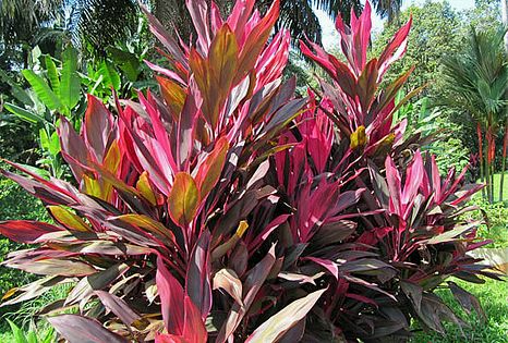 Cordyline terminalis