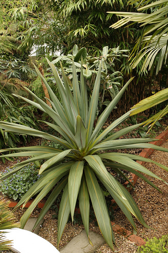 Cordyline indivisa