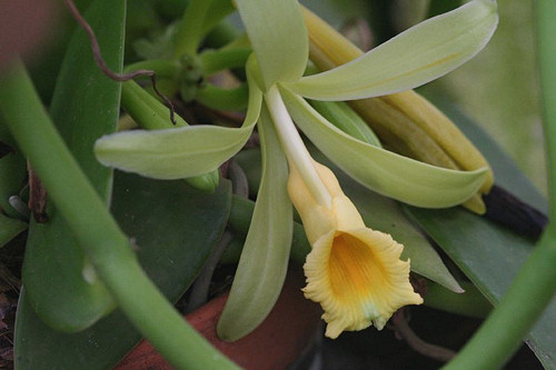 Ehető orchideák és más nyalánkságok - ettől esel szerelembe?