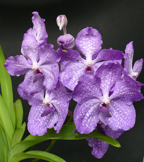 Ehető orchideák és más nyalánkságok - ettől esel szerelembe?